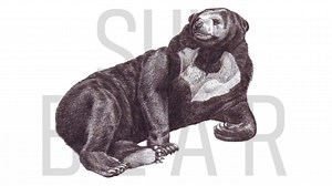 How to sketch a barracuda with powerful shape and motion