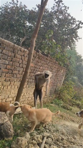 😜 Bander Bhai Ka Swag 😂 #shorts #viralvideo #vlog #funny