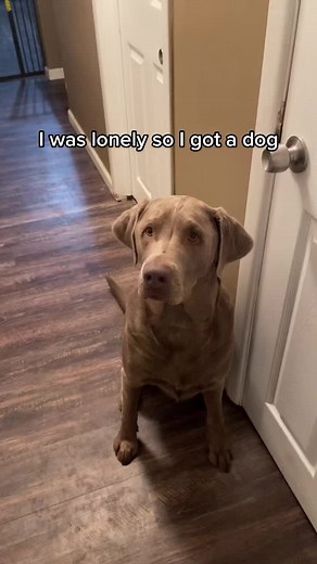 #TheLabPack #honeythebluemerlestaffy #fyp #xyzbca | Dogs Of TikTok