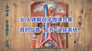 第4集-肾的位置-上节 【温馨提示】2年期课程学习请从视频下方进入【3D人体解剖学微课合集】，或包月充电解锁全部充电课程！