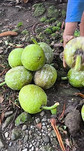 **10 Interesting Facts About Breadfruit ** 1. **Scientific Name**: Breadfruit belongs to the *Moraceae* family and is scientifically known as *Artocarpus altilis*. 2. **Staple Food in Many Cultures**: Breadfruit is a major carbohydrate source in tropical regions, especially in the Pacific Islands, the Caribbean, and Southeast Asia. 3. **Versatile Cooking Uses**: It can be roasted, boiled, fried, or baked and has a texture similar to bread or potatoes when cooked. 4. **Highly Nutritious**: Rich i