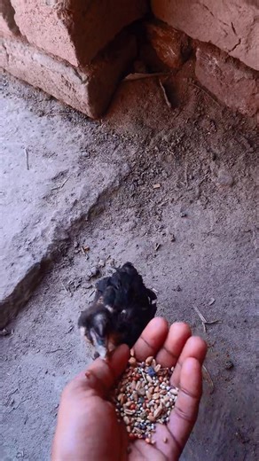 #aseel Chicke Red #aseelmurga 🐣 🐓 😱 #aseelmurga #subscribe #aseelmurga 🐣 🐓 😱 👍 #rooster #java