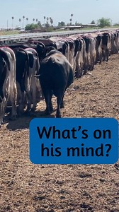 1M views · 3.1K reactions | Bulls are interested in one thing, and one thing only… #dairy #cow #bull #cow #breeding #angus #beef #holstein #dairydoc #dairykind | Dairy Doc | Facebook