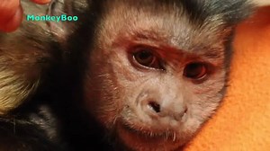 46K views · 331 shares | Capuchin MonkeyBoo LOVES to relax! Watch Boo hang out with his pet human Pete while he shares some interesting facts about Boo! #MonkeyBooFun Be sure to subscribe to MonkeyBoo and Ollie The Monkey on YouTube! Also be sure to follow them on Instagram and Twitter to see them bond! | MonkeyBoo | Facebook