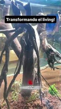 FASE DE ARMADO - Acuario de agua dulce