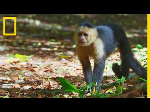 The white-faced capuchin monkey, the most intelligent primate in Costa Rica