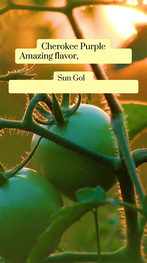 🍅 Not all tomatoes can handle Florida. These varieties perform better in heat, humidity, pests, and sandy soil. Mix heirlooms for flavor resistant hybrids for reliability. Bonus More varieties that thrive here: ✔️ Heat tolerance / fruit set: Everglades, Floridade/Florida 91, Sungold ✔️ Disease resistance: Better Boy, hybrid Roma types ✔️ Nematode resistance: Better Boy (good root health) ✔️ Strong fruit production: Sungold, Everglades ✔️ Flavor focus: Cherokee Purple Save this for planting seas