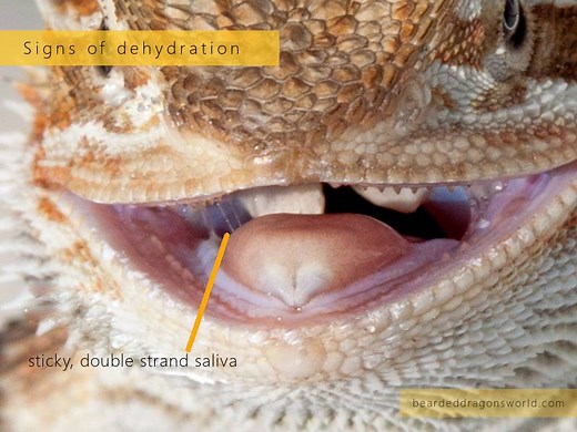 Do Bearded Dragons Drink Water? The Essential Guide