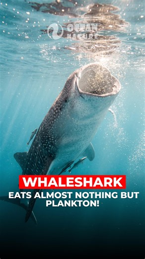 Whale Shark | The Biggest Fish in the Ocean Eats Almost Nothing But Plankton!