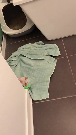 She is fine 😅🙏🏻 #fail#smashmouth#fall#ouch#humor#comedy#catsoftiktok#fails#crash#petsoftiktok#oops#somebody#blooper#catfail#cat#funnyvideos#funny