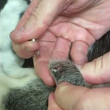 Sebaceous cysts on dogs form when an oil gland is blocked and are benign skin bumps that may burst.