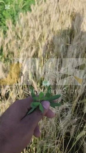 wheat cutting reaper Self-propelled reaper Ac1 wheat harvesting season #Wheat_harvesting