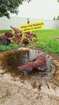 Molting Male Northern Cardinal looks like a tiny red vulture!