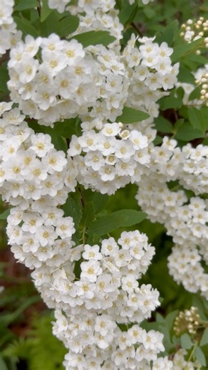 1.4K views · 75 reactions | Beautiful Spring Time Flowers On The 170 Year Old Farm. #oldhouse #oldhouselove #architecture #house #photography #oldhouses #abandoned #home #old #nature #oldhousecharm #vintage #architecturephotography #historicpreservation #oldhome #history #oldbuilding #houses #interiordesign #photooftheday #restoration #historic #preservation #dvfpreservationnation #springflowers #NorthCarolina | Preservation Nation - Dustin Van Fleet | Facebook