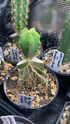 New 🌵 seedling tent — tiny beginnings, big dreams! Let the cactus babies grow 🪴✨ #CactusSeedlings #GrowTent #PlantNursery #PropagationStation #IndoorJungle #CactusGrowers #PlantAddict #TinyPlants | Variegated Plant Shop