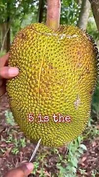 Top 5 Largest Fruits on Earth
