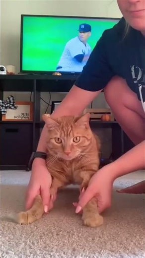 Cats can fly ,cats were not hurt