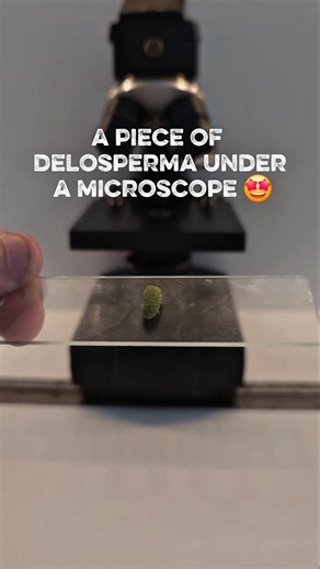 Microscopic observation of a piece of delosperma #microscope #science #experiement