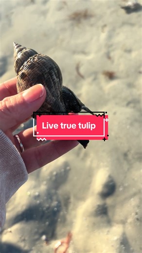 #liveshell #seashells #seacreatures