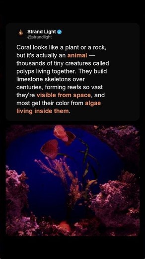 Coral Isn't a Plant or a Rock — It's an Animal 🪸