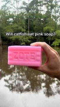 Will pink zote soap work as catfish bait? #fishing #catfishing #catfish #bassfishing #outdoors