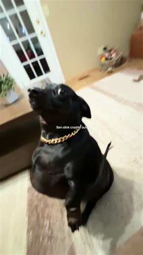 Ben the Slink: A Crash Course in Dog Behavior