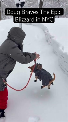 The epic snowstorm of nyc!!! My dog Doug braved the snow banks