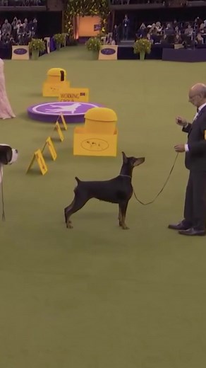 Penny the Doberman Wins Working Group 2026