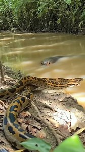 "Wild Python Meets an Electric Eel — Unreal Moment!" #ViralVideo #TrendingNow #ExplorePage #TrendingReels #ReelsViral #ViralShorts #MustWatch | Kapil Gaming