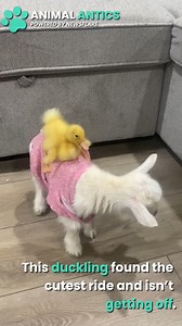 No this may be the CUTEST Uber Ride EVER🥰 | Animal Antics