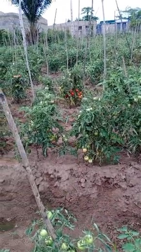 #nouvelle_année_cap_sur_un_lendemain_meilleur Un Leader c'est celui qui inspire et influence positivement le monde autour de Lui. Il agit comme un chef de file, comme un meneur. Il se distingue par sa vision, sa détermination et sa capacité à motiver les autres. Je partage cette expérience avec vous chers tous, afin d'encourager les uns et les autres à forcer le destin. Vous devez croire en vous, vous êtes des vainqueurs ! Nous pourrons atteindre nos objectifs mêmes les plus difficiles. Il faut