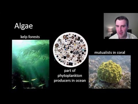 Introduction to protists