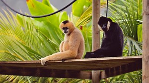 Gibbons arrive at Wildlife HQ on Sunshine Coast for breeding program