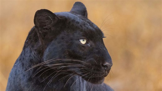 British wildlife photographer captures stunning images of rare black leopard