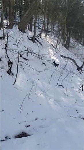 Kevin’s Little House on the Prairie Moment 🌾🐾 | Real World Dog Training