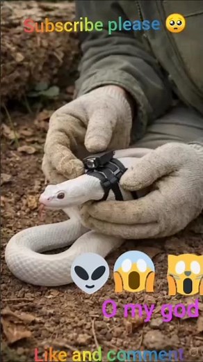 the white snake 🐍 in inside the underground in camera 🤢#trending #shorts #anime #viral #snake #usa