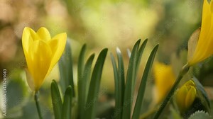 Amaryllidaceae family yellow lily-of-the-field plant shallow DOF 4K 2160p 30fps UltraHD footage - Crocus flower Sternbergia lutea autumn and winter daffodil 3840X2160 UHD video