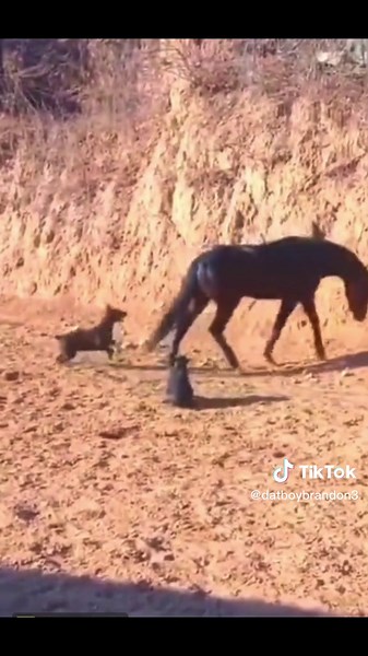 A learned lesson😂 #fyp #funny #fypシ #foryoupage #dogsoftiktok #horse #dog #horsekicksdog #horsekick #hur #voiceover