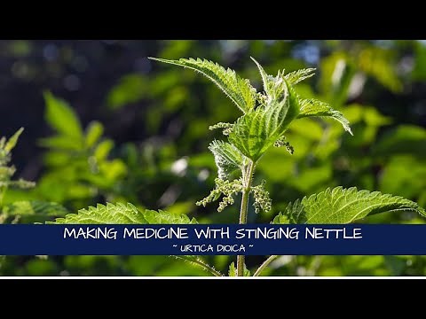 Making Medicine with Stinging Nettle