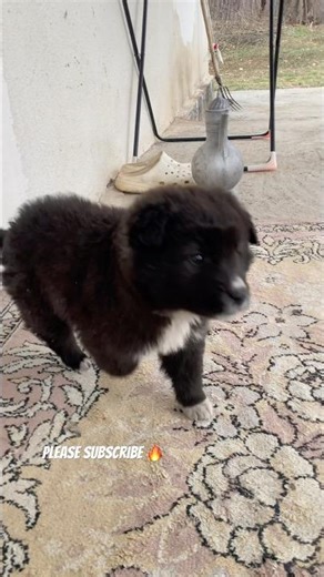 Subscribeeee 🥺💗