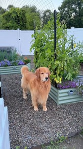 214K views · 25K reactions | This is My Garden Now! | Tucker Budzyn | Facebook