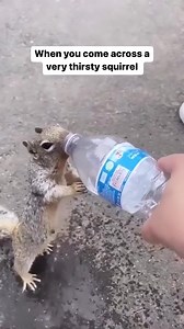 Animal Love Drop ❤ no act is too small | Love Drops