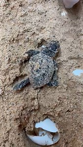 Hello!!🥚🐢 More than 30 baby loggerhead turtles have hatched at Taronga Zoo after 130 eggs were excavated from a nest at Shelly Beach last week. The nest was the southernmost on record for the endangered species. Rescuers plan to release the hatchlings back on country at Shelly Beach once they've had a health check! | ABC Central Coast