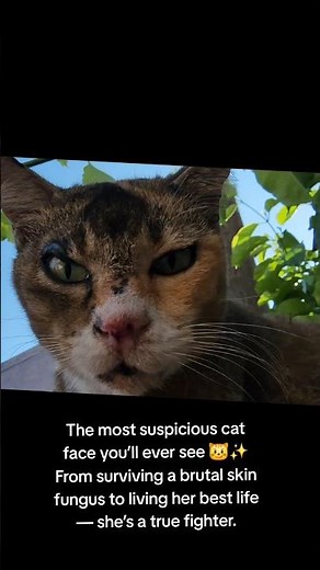 The Most Suspicious Cat Face You’ll Ever See! 😼✨