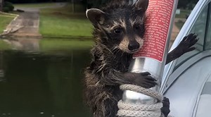 Man Rescues Baby Raccoon Swimming In Circles In Lake