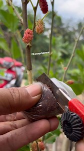 Air layering mulbery 🌳🍒🍒 | Asep Bonsai