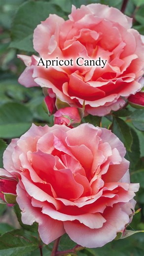 Zone 11, get ready to explore some of our favorite roses that flourish in your climate! From delicate petals to vibrant hues, these beauties bring joy to any garden. But we’re curious, what zone should we explore next? #rosegardens #roselover #gardeninspiration #gardenlove