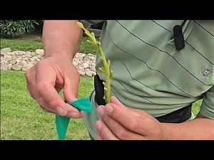 How to graft an Avocado tree.