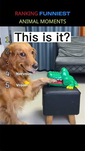 Ranking FUNNY Animal Moments #shorts #funny #animals