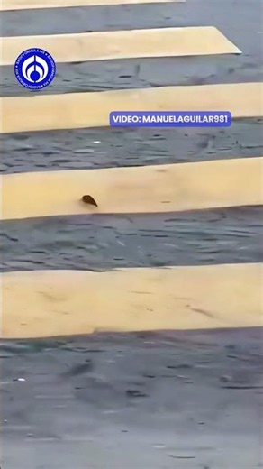 Little mouse couldn't beat the current and ended up being swept away by the water